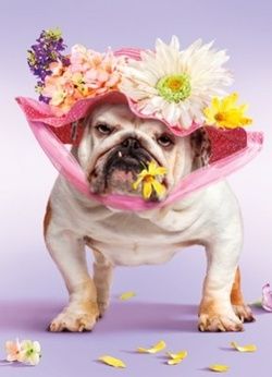 Funny Photos: Easter Dogs - Chris Cannon