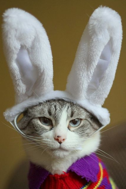 Happy Easter: Cats in Costumes - Chris Cannon