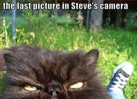 Make Me Laugh Wednesday: Cat humor - Chris Cannon